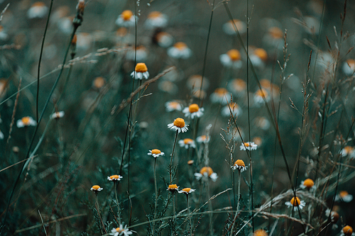 Horizontal shot of some daisies in the grass