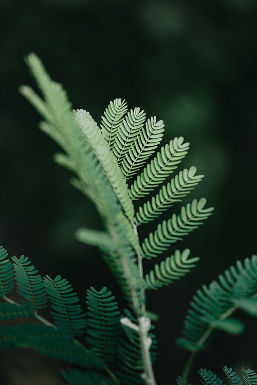 A green plant in close up with super texture and dark background, and copy space, relaxing scene