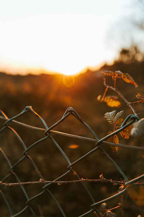 A moody shot of a fence with a out of focus background during the sunset, inspiring with copy spaceA moody shot of a fence with a out of focus background during the sunset, inspiring with copy space