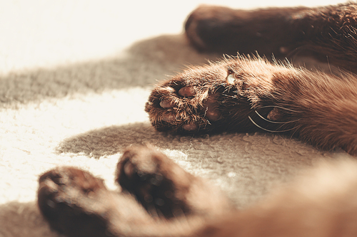 A super close up of a cat paws with copy space over a bed