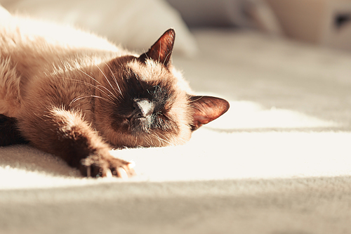 A close up of a siamese cat sleeping over a bed with the eyes closed during a bright day with copy space