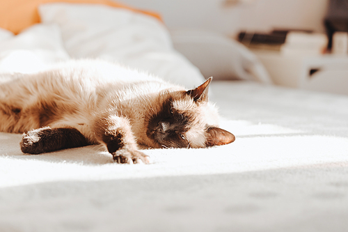 A siamese cat sleeping over a bed during a bright day with copy space
