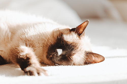 A close up of a siamese cat sleeping over a bed with the eyes closed during a bright day