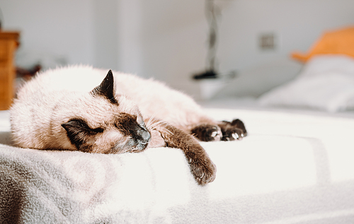 A siamese cat resting in the bed while sleeping to camera with copy space
