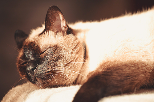 A super close up to the face of a siamese cat while sleeping relaxed in the bed