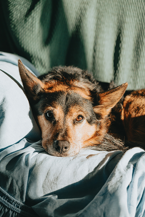 A cute brown and black dog resting in a sofa looking to camera during a bright day
