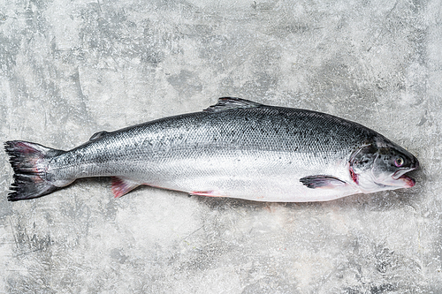 Fresh raw salmon red whole fish on kitchen table. Gray background. Top view.