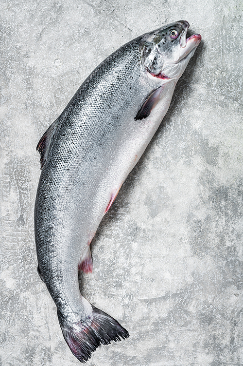 Fresh raw salmon red whole fish on kitchen table. Gray background. Top view.
