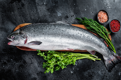 Uncooked raw sea salmon whole fish on a  wooden board with herbs. Black background. Top view.