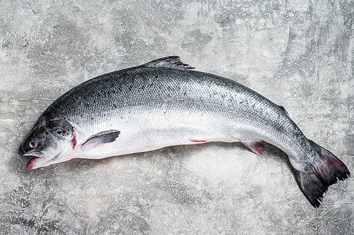 Fresh raw salmon red whole fish on kitchen table. Gray background. Top view.