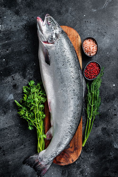 Uncooked raw sea salmon whole fish on a  wooden board with herbs. Black background. Top view.