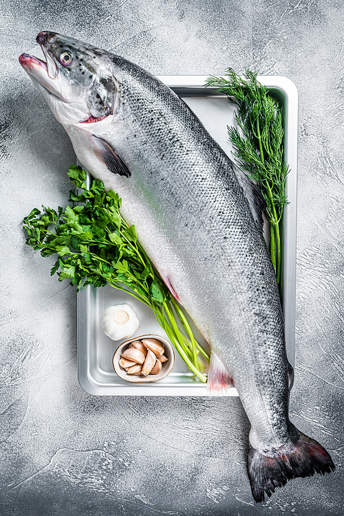 Raw uncooked sea salmon whole fish in a  tray with herbs. White background. Top view.