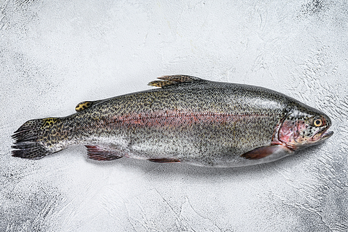 Raw Rainbow trout fish on a table. White background. Top view.