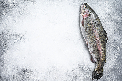 Raw Rainbow trout fish on a table. White background. Top view. Copy space.