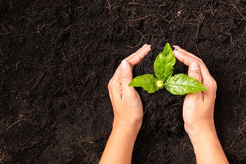 Hand of a woman planting green small plant life on compost fertile black soil with nurturing tree growing, Concept of Save World, Earth day and Hands ecology environment