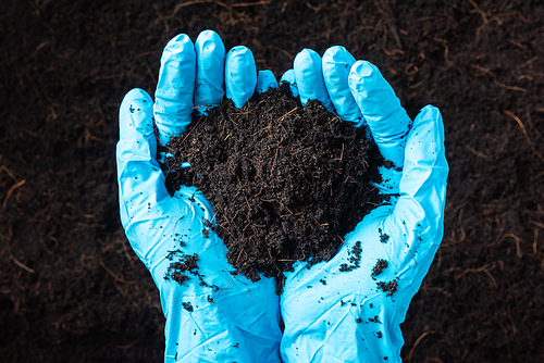 Hand of farmer or researcher woman wear gloves holding abundance fertile black soil for agriculture or planting, Concept of World Soil Day, Earth day and hands ecology environments