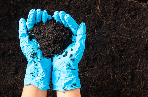 Hand of farmer or researcher woman wear gloves holding abundance fertile black soil for agriculture or planting, Concept of World Soil Day, Earth day and hands ecology environments