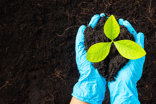Hand of researcher woman wear rubber gloves holding growing and nurturing tree growing on fertile black soil, Concept of Save World, Earth day and Hands ecology environments