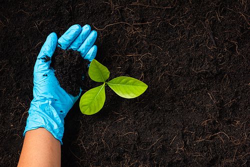 Hand of researcher woman wear rubber gloves holding compost fertile black soil for growing and nurturing tree growing, Concept of Save World, Earth day and Hands ecology environment