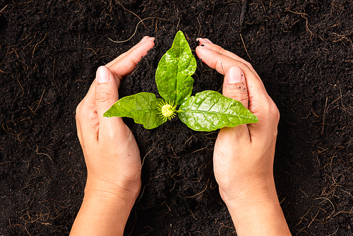 Hand of a woman planting green small plant life on compost fertile black soil with nurturing tree growing, Concept of Save World, Earth day and Hands ecology environment