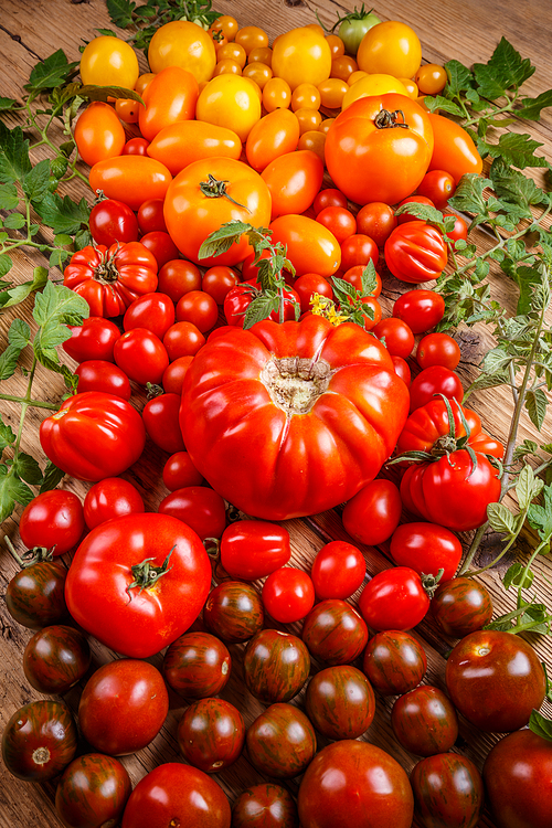 Assortment of colored fresh tomatoes