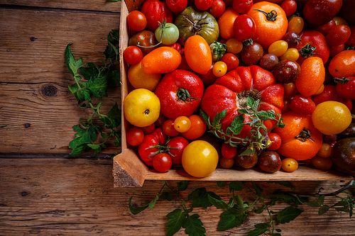 Flat lay of colorful tomatoes, red, yellow, orange, green in crate on vintage wooden surface