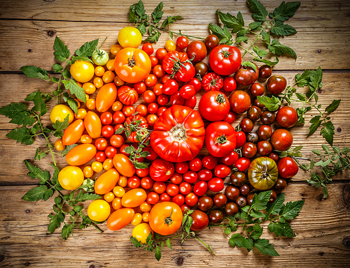 Flat-lay of fresh colorful ripe tomatoes on rustic wooden background