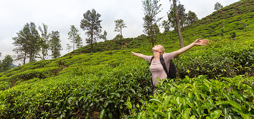 Active caucasian blonde woman enjoing fresh air and pristine nature while tracking among tea plantaitons near Ella, Sri Lanka. Bacpecking outdoors tourist adventure.