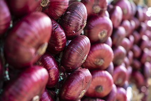 The famous Crimean red onion hangs in a bundle.
