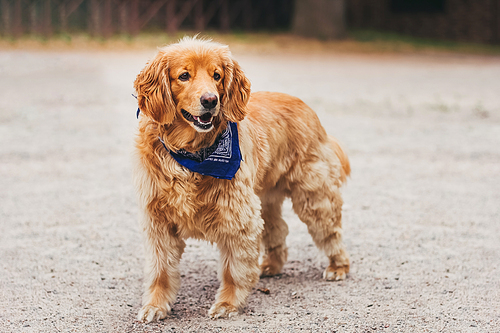 Portrait of a golden retriever dog smile