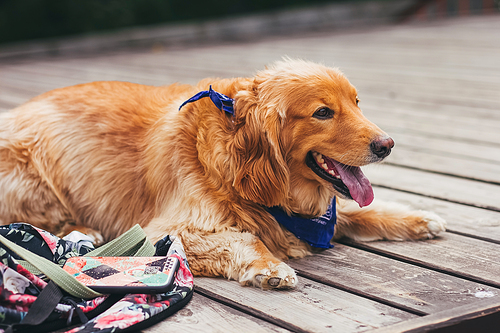Portrait of a golden retriever dog smile