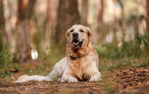 Golden retriever dog lying on the ground in the forest. Cute purebred doggy pet labrador at nature with daylight