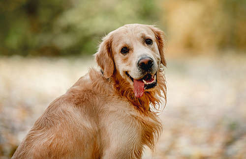 Golden retriever dog in autumn park portrait with blurred background. Cute purebred doggy pet outdoors