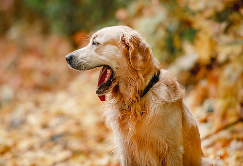Golden retriever dog sitting on yellow leaves in autumn park and yawns. Cute purebred doggy pet outdoors