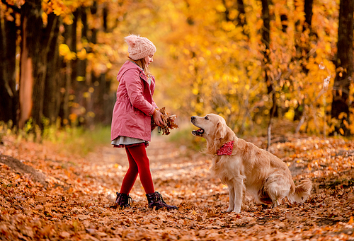 Preteen girl kid with golden retriever dog playing with yellow leaves at autumn park together. Beautiful portrait of child and pet doggy having fun outdoors at nature