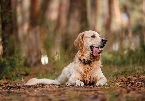 Golden retriever dog lying on the ground in the forest. Cute purebred doggy pet labrador at nature with daylight