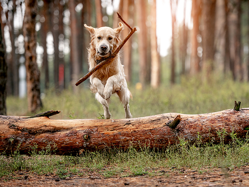 Golden retriever dog holding stick in its mouth and jumping over log in the forest. Cute purebred doggy pet labrador at nature
