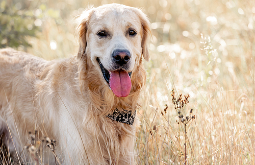 Golden retriever dog autumn portrait in yellow grass. Purebred pet labrador outdoors in sunny day close up