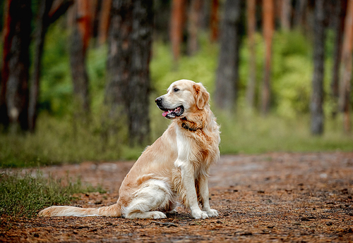 Golden retriever dog sitting in the forest outdoors and looking back. Cute purebred doggy pet labrador at nature