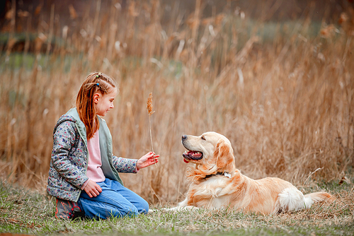 Little preteen girl sitting on the ground and showing to golden retriever dog spikelet