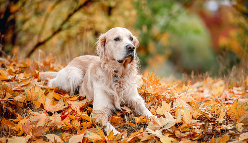 Golden retriever dog lying on ground on yellow leaves in autumn park. Cute purebred doggy pet outdoors