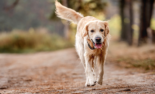 Golden retriever dog running in the forest. Cute purebred doggy pet labrador at nature with daylight