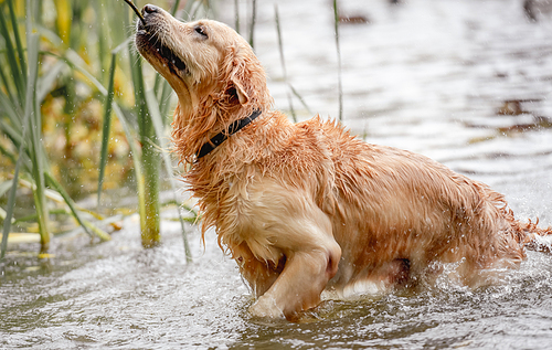 Golden retriever dog hunter chases in pond at autumn park. Pet doggy labrador swimming in lake river outdoors
