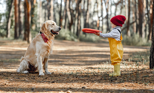 Little girl playing with golden retriever dog in the forest and holding rubber toy in her hands. Cute female kid with doggie pet outdoors