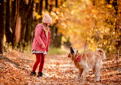 Preteen girl kid with golden retriever dog playing with yellow leaves at autumn park. Beautiful portrait of child and pet outdoors at nature