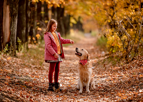 Preteen girl kid with golden retriever dog playing with yellow leaves at autumn park and having fun together. Beautiful portrait of child and jumping doggy pet outdoors at nature