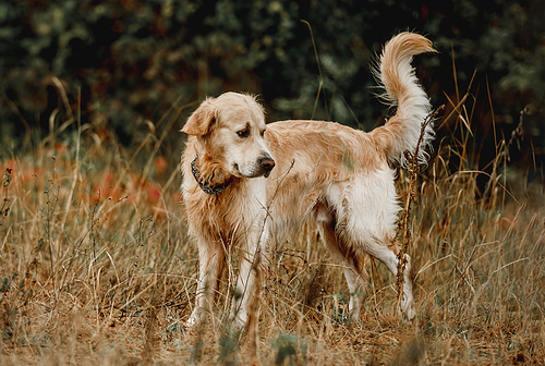 Golden retriever dog sniffing ground in the forest. Cute purebred doggy pet labrador at nature