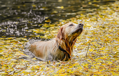 Wet golden retriever dog hunter chases in pond at autumn park. Pet doggy in lake with fallen yellow leaves
