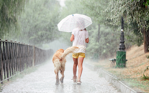 Girl with golden retriever dog during rain walking wet under umbrella outside. Preteen kid with doggy pet in rainy day back portrait