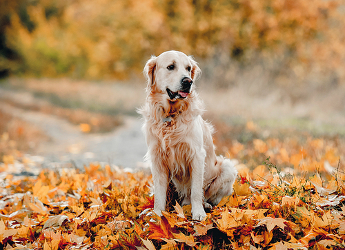 Golden retriever dog sitting on yellow leaves in autumn park. Cute purebred doggy pet outdoors